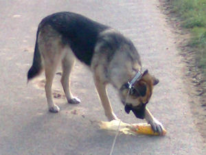 Dixie-.2