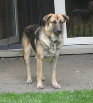 Dixie-.3