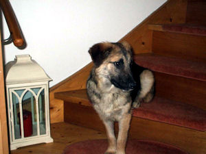 Dixie 1
