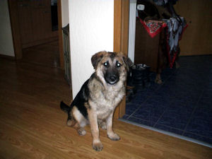 Dixie 2)