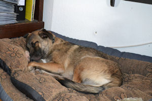 Dolly-.-1