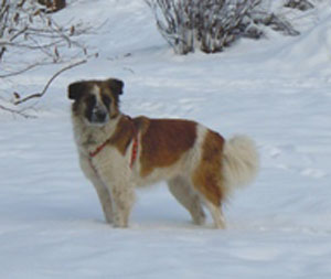 Donna1