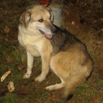 Ena