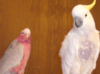 Ferdy u Rosa 3