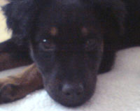 Filou2