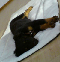 Filou3