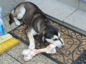 Foster2