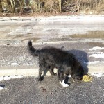 Futterspende Nina