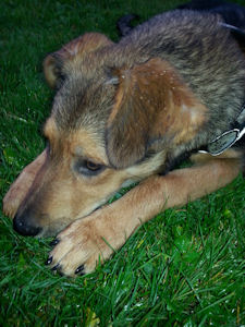 Geppetto-.2