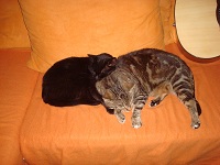 Gerrie2
