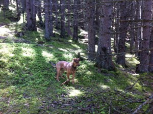 Murphy gespannt