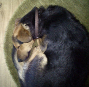 Gino-.2