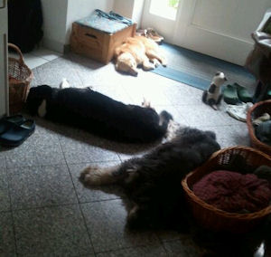 Gioia alle 3