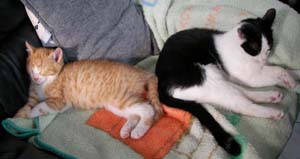 SANYO DIGITAL CAMERA