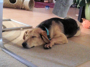 Gulliver--.2