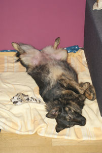 SONY DSC