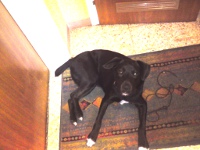 Henry2