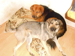 Hetty u Toby--.3