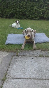 Hundeschule 1