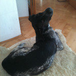 Janek