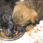 Hungrige Babies in Sicherheit