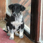 Ein glückliches Hundebaby