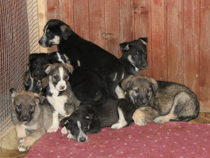 10 glückliche Hundebabies