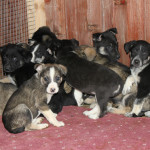 10 glückliche Hundebabies