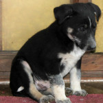 Ein glückliches Hundebaby