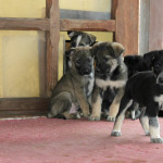 10 glückliche Hundebabies