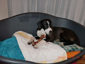 Junior1