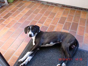 Junior1