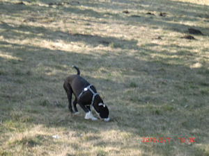 Junior2