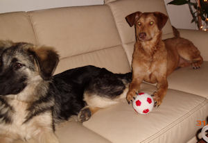 Kaya+Asia-.3