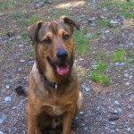 Murphy auf der Kemater Alm