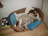 SANYO DIGITAL CAMERA