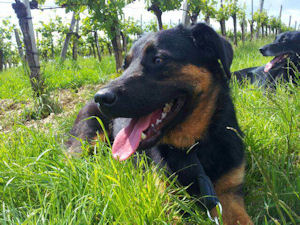 Kito-.1