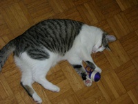 Kitty2