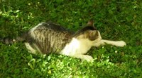 Kitty3