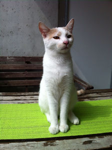 Knut---3