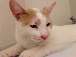 Knut.-3