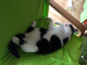 Knut.-4