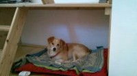 Lissy-Puppi1