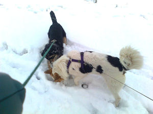 Lolly und Polly1