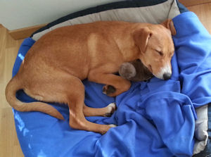 Lotti--1