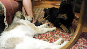 Lotti-3