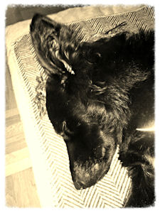 Lucy-.-3