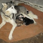 Mama mit ihren Babies