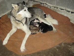 Mama mit ihren Babies
