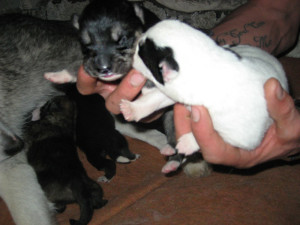 Mama's Babies